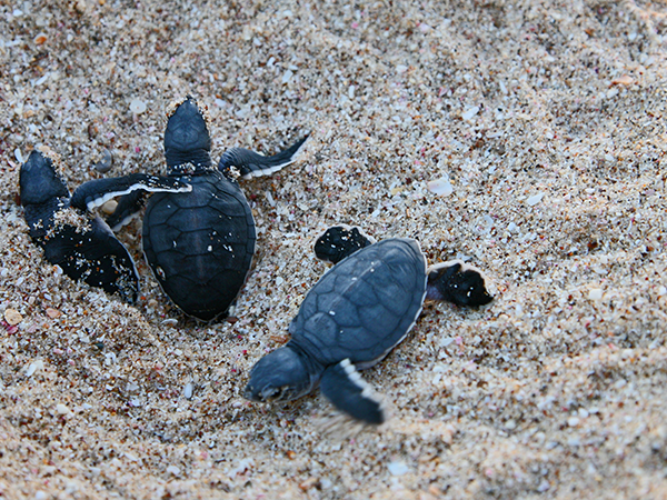 Sea Turtles Exit Strategy to Sea